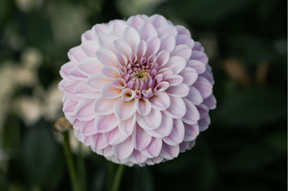 Dahlia 'Pink Silk'